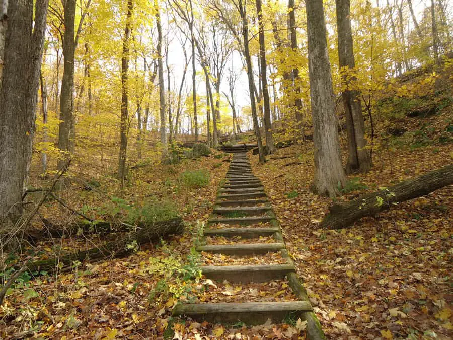 Image of wooden steps going through a forest in Governor Dodge State Park