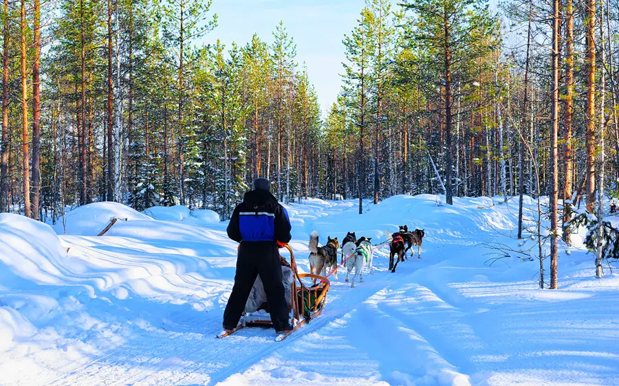 Image of a dog sled following a trail through tall pine trees and snow-covered ground